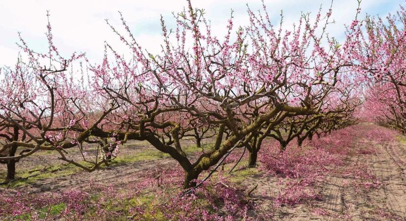 Szépen indul a szezon, de egyetlen fagy még mindent elvihet