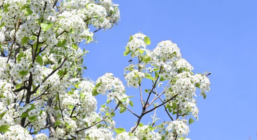 Nem csak tojást, de napsütéses, meleg időt is hoz a húsvéti nyuszi