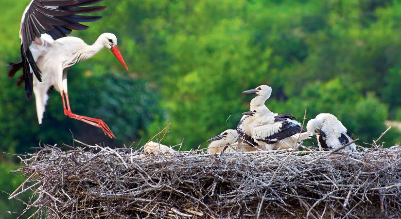 Fészket fonni a reménynek – Gólyafészekalapot készítettünk Salgótarjánban