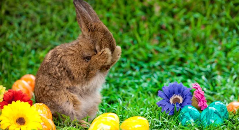 A nyúl nem tojik tojást, simán csak kakil