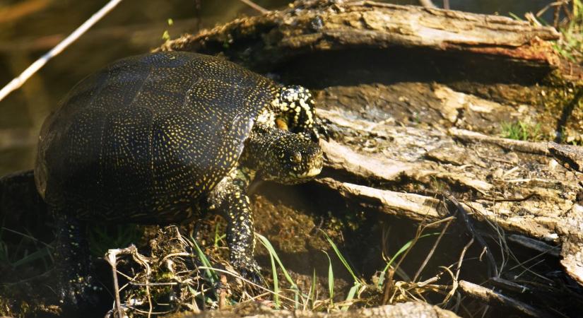 Ritka kincsre bukkantunk Zalában – nem fogod elhinni, mik élnek közöttünk (galéria)