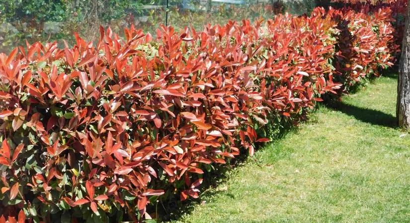 A magyarok egyáltalán nem ültetik ezt a növényt, pedig sokkal szebb mint a tuja, vagy a babérmeggy