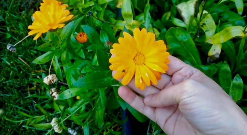 Ezt a virágot mindenki alábecsüli – pedig 6 hét alatt gyönyörű lesz a kerted!