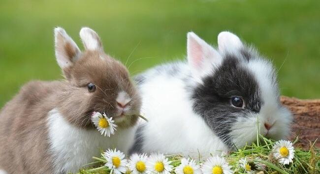 Húsvét - Honnan ered a húsvéti tojást tojó nyúl története?