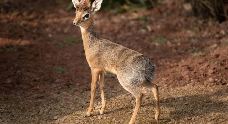 Imádni való fotókon a világ legkisebb antilopbébije