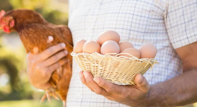 A tyúk vagy a tojás volt előbb? Eldőlt a kérdés, itt a megdöbbentő válasz