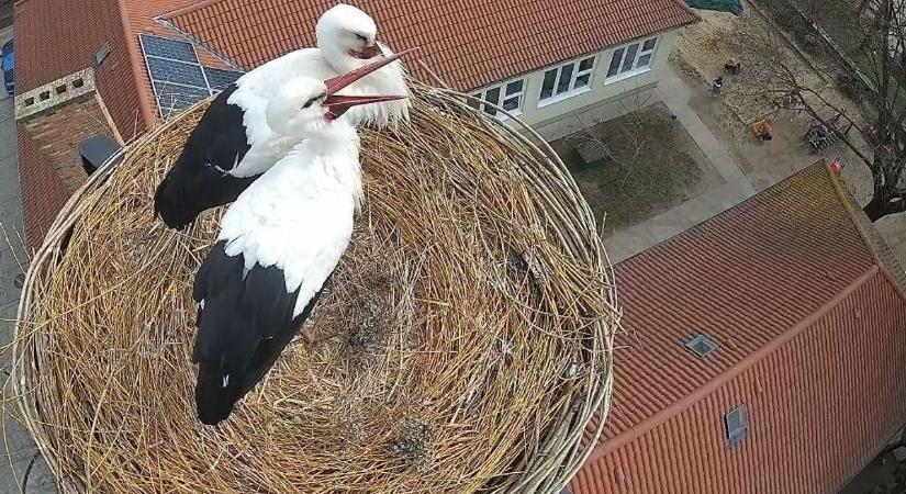 Egy kérdés tartja most lázban Abonyt: nevet keresnek a város kedvenc gólyáinak