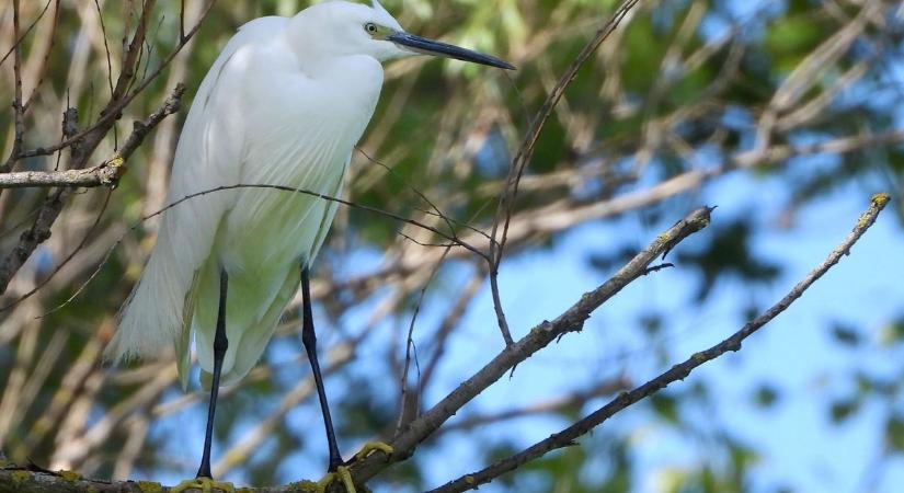 Sárga zoknis vendég pózolt a szabadstrandon – fotókon a kedves látogató