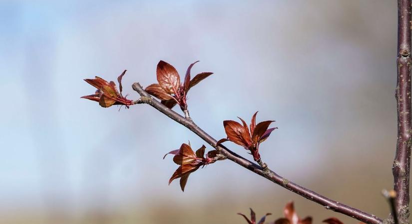 Lélegzethez jut a város: 15 éves az ózdi zöldítési hagyomány - videóval