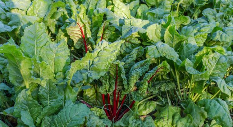 Brutális áresés rázta meg a céklapiacot