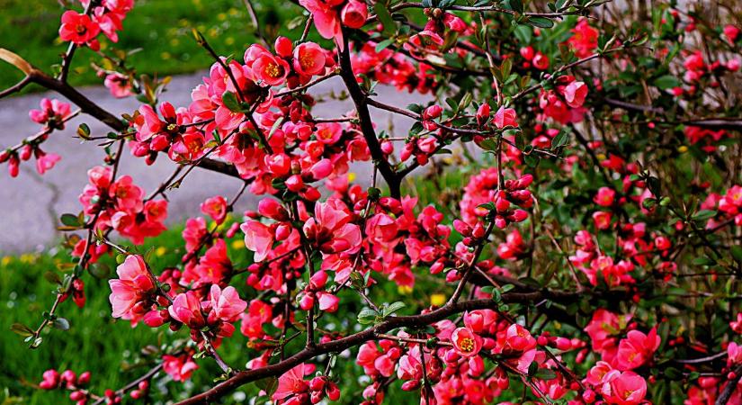 Ezt nézd meg! A kora tavasz lángoló bokra a te kertedben is jól mutatna