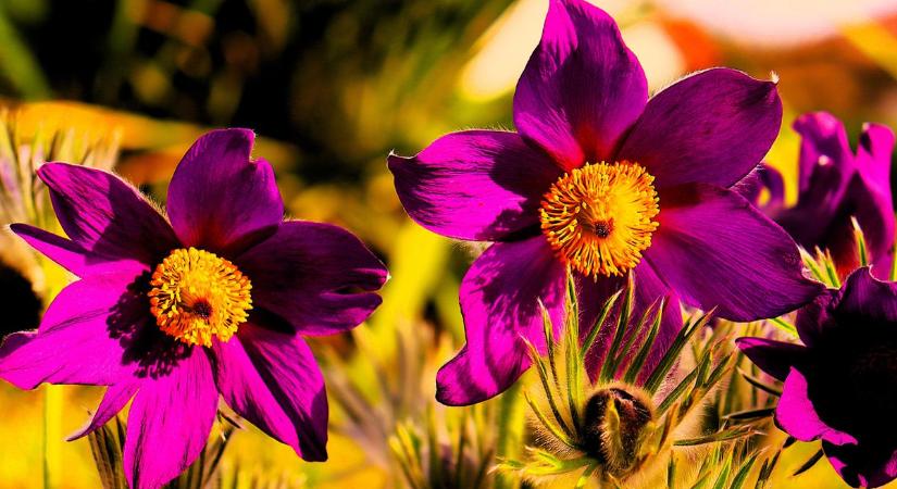 Gyönyörű kékség – ismered ezt a virágot? (galéria)