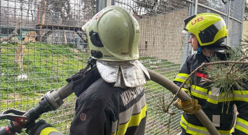 Ez sem mindennapi! Az oroszlánokhoz vonultak a debreceni tűzoltók - videó!