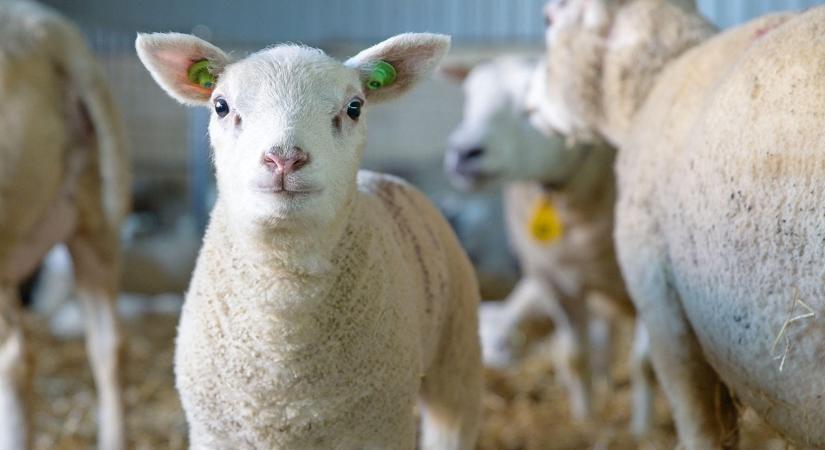 Ennyi állat kell a biztos megélhetéshez: te tudod, mekkora az ideális nyáj?