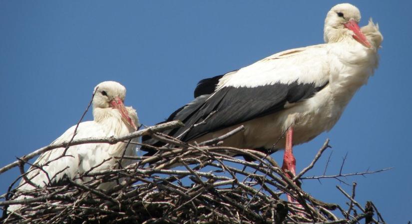 Önkéntesek munkája nyomán újra biztonságban költhetnek a gólyák Csongrádon