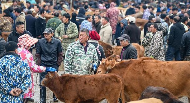 Kínában, az orosz határ közelében száj- és körömfájás-járványt észleltek