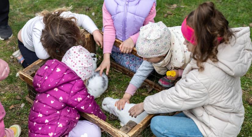 Kiskecskék, nyuszik és sok más kisállat szórakoztatta a gyerekeket Tatán galéria