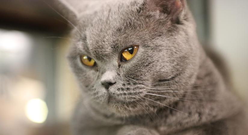 Te felismered a legnépszerűbb macskafajtákat a tekintetük alapján? – Kvíz