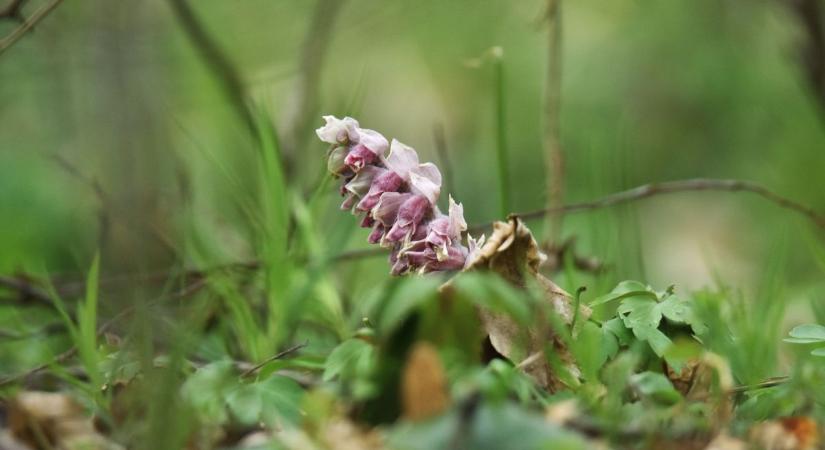 Ilyen kónya vicsorgók vigyorognak az erdőben – te találkoztál már velük? (galéria, videó)