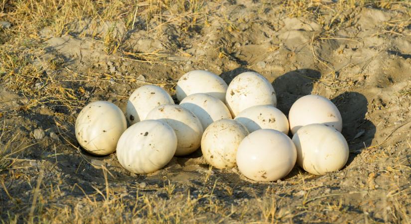 Meglepő felfedezés: elképesztő, milyen tojást találtak a kutatók
