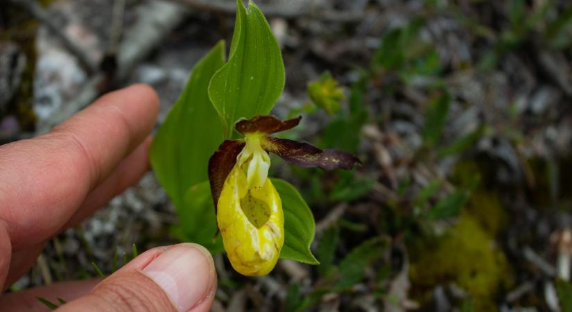 Mexikói sivatagból magyar párkányra: sok milliárdos üzlet a botanikusbűnözés