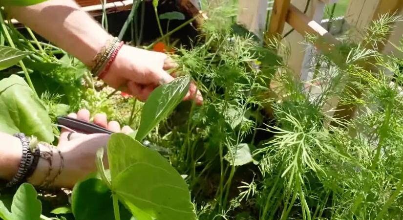 A kapor vetése előtt fontos! Tegyél meg 1 dolgot és láthatod, ahogy 5 nap múlva kicsírázik