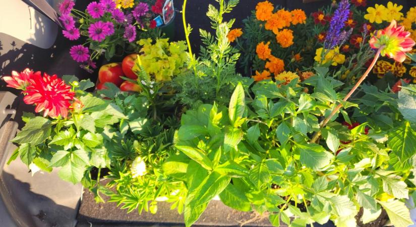 Tavaszi kerti munkák: mit kell most megcsinálni a jó szezonkezdethez?