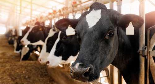 Magyar fejlesztés javíthatja az állatjólétet és a hatékonyságot a tejtermelő gazdaságokban