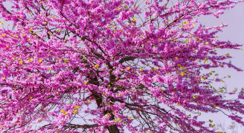 Szép, de nem nő az égig: alacsony díszfák utcafrontra