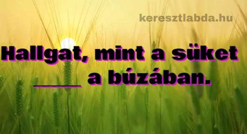 Napi közmondás feladat: Hallgat, mint a süket _ a búzában – tudod a választ?