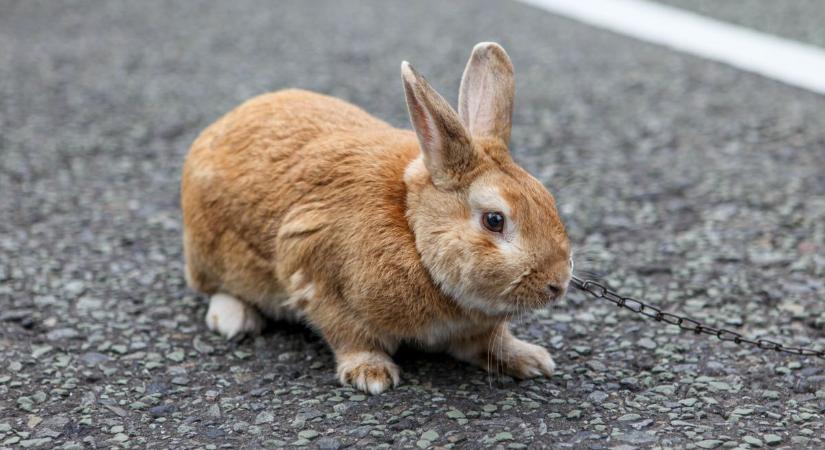 Lógó fülű húsvét: így veszett el az ünnep hangulata