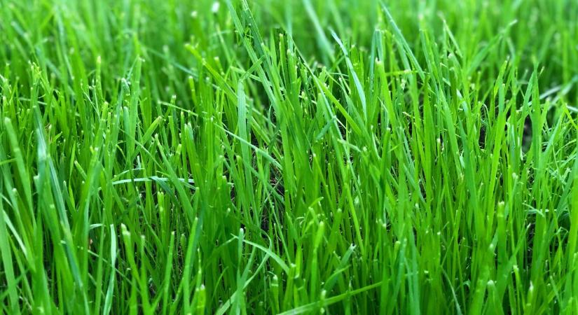 Gyep vetése tavasszal: mikor érdemes elvetni, hogy sűrű legyen?