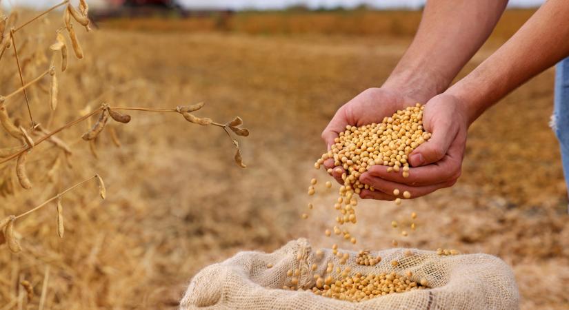 Óriási fordulat a földeken: tömegével vethetik ezt a növényt az EU-ban