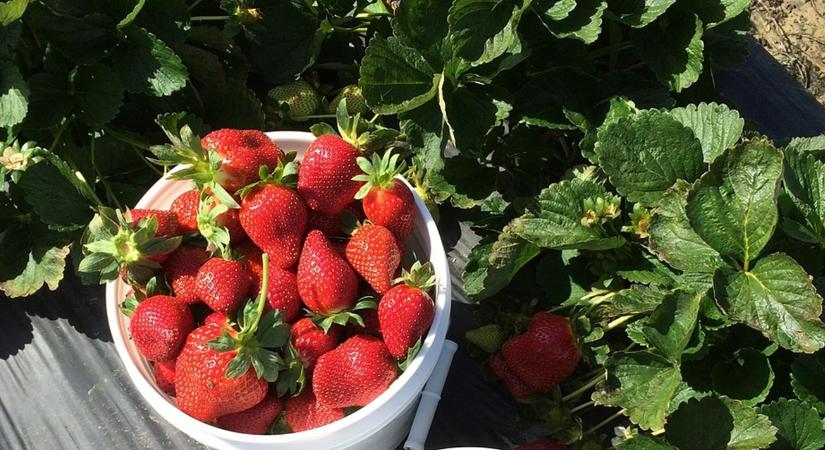 Ezt most kell megtenned, ha bőséges epertermést akarsz