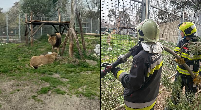 Úgy lángol a szerelem a debreceni oroszlánok között, hogy rájuk hívták a tűzoltókat – videóval