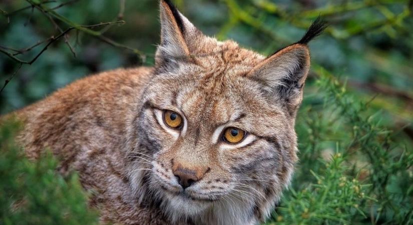 Állatketi programajánló a tavaszi szünetre - Határon innen és túl