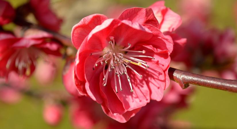 Felismered a gyümölcsfákat virágaik alapján?