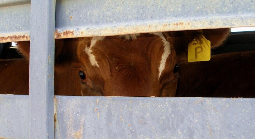 Állategészségügyi vészhelyzet: Rohamosan terjed a száj- és körömfájás a görögöknél