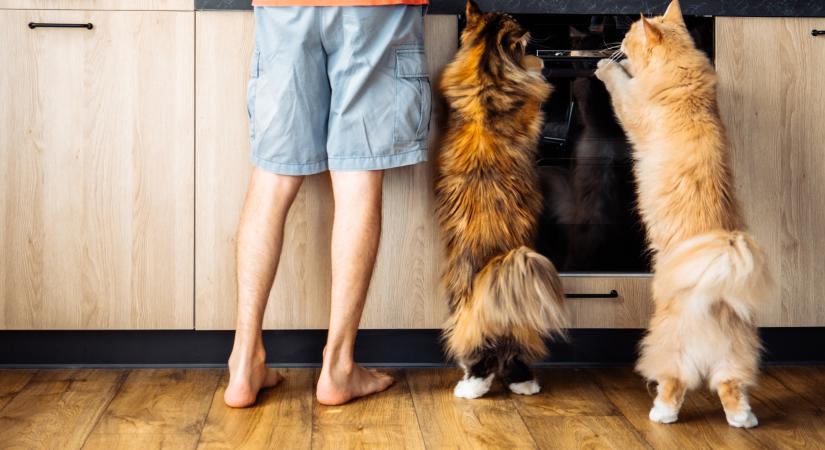 6 emberi étel, ami egészséges is lehet a macskák számára