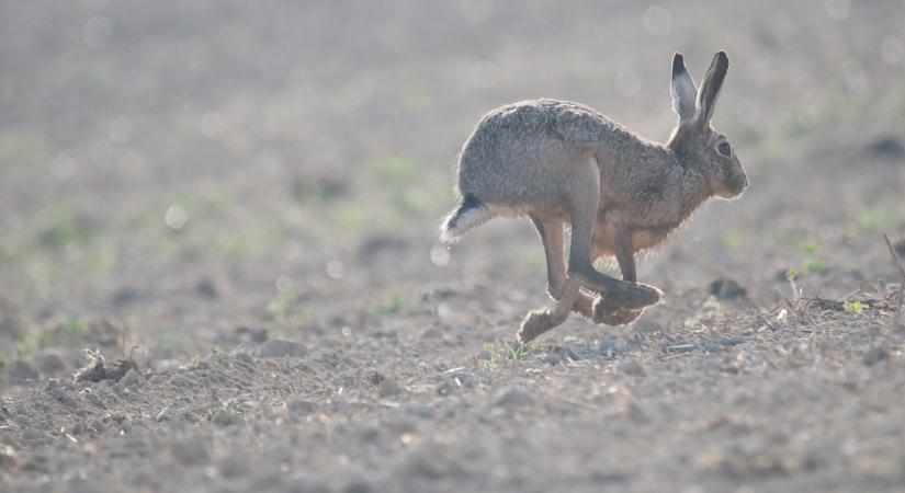 Trónfosztás a határban: ez az állat lett a hazai vadvilág új királya