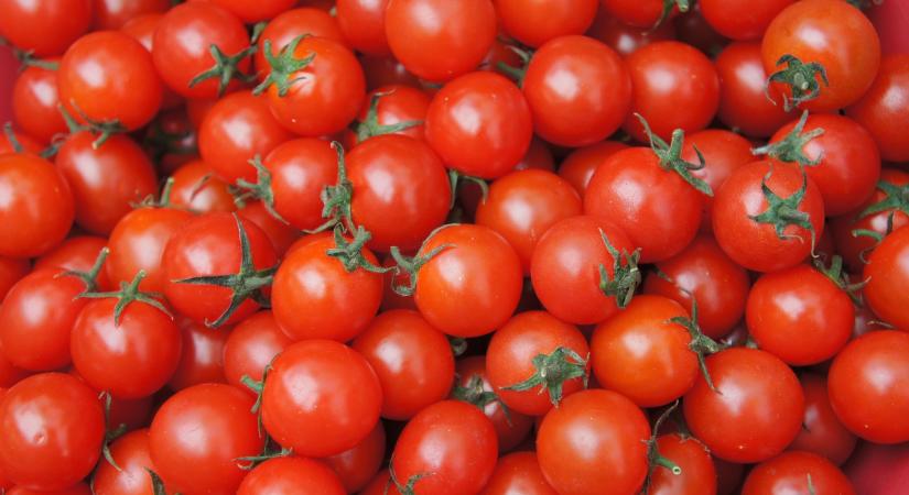 Csökkenni kezdett a paradicsom ára Lengyelországban