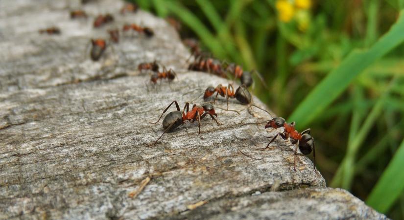 Hangyák lepték el a kerted? Ezért jönnek vissza újra és újra