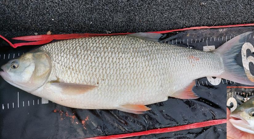 Kifogta, de nem tudta, mi az: rejtélyes hibridhal akadt horogra a Dunánál