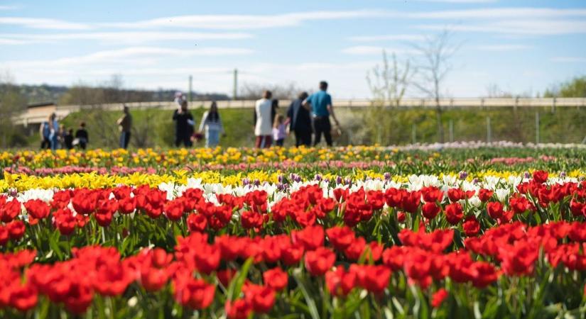 Tavaszi csoda Nyékládházán: megnyílt a Tulipánkert