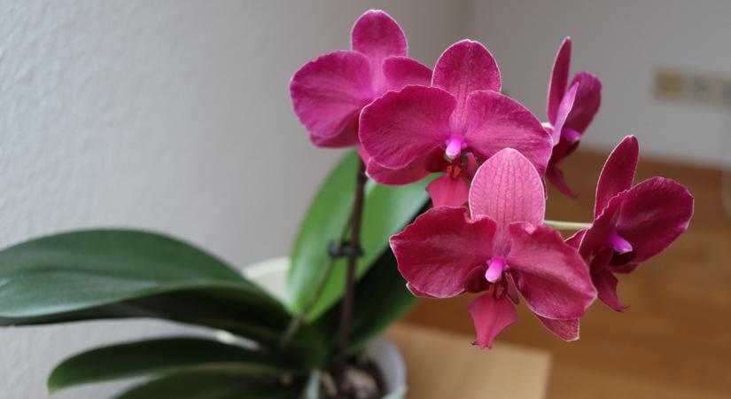 Orchideád van? Ettől újra virágba borulhat