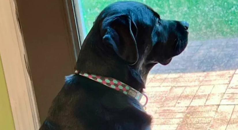 Nyolc év után akarja elaltatni az egészséges kutyáját a család: az ok érthetetlen