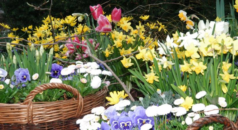 Ilyen jelentéssel bírnak a húsvéti virágok: mindenképpen szerezd be őket!