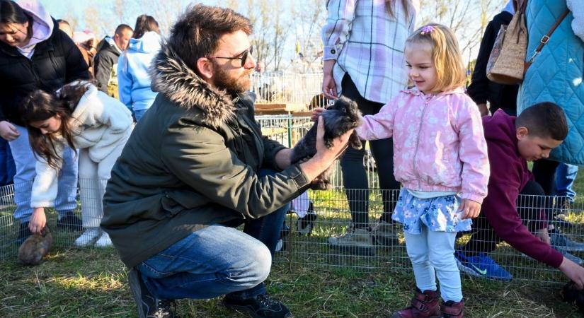 A nyuszik vitték a prímet a győri kisállatbörzén, még a méregdrágák is elkeltek - fotók, videó