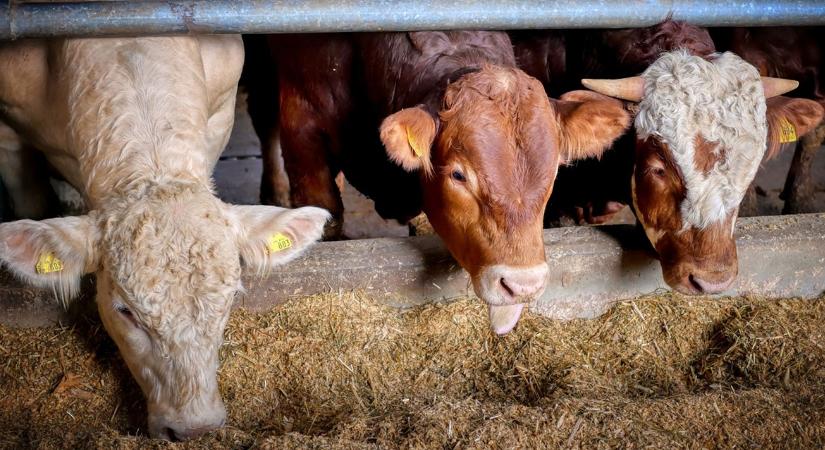 Ez a magyar innováció mentheti meg a profitodat