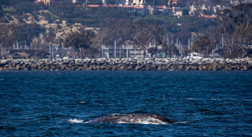 Willy, a szürkebálna nem élte túl, hogy felúszott egy folyón